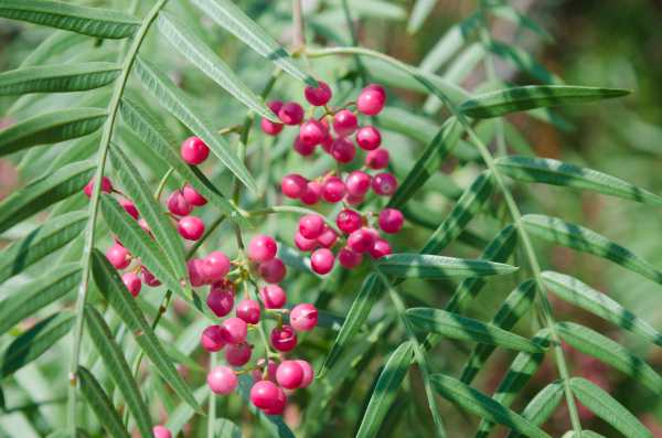  - Essential Oils